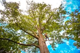Delta, OH Tree Care Company