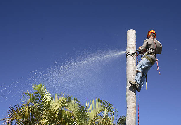 Best Tree Health Inspection  in Delta, OH