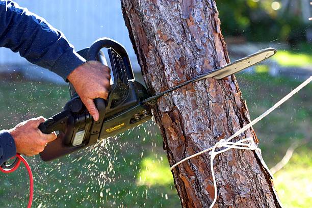  Delta, OH Tree Care Pros