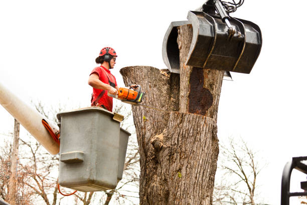 Best Tree Removal  in Delta, OH